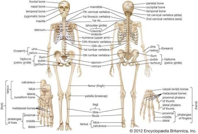 Pengertian Sistem Rangka Manusia : Fungsi, Cara Kerja, Contoh, & Gambar