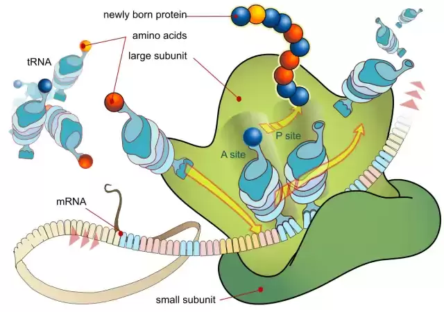 Sintesis Protein adalah