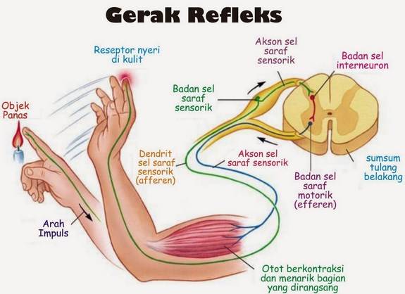 Pengertian Gerak Refleks : Mekanisme, dan Proses Terjadinya