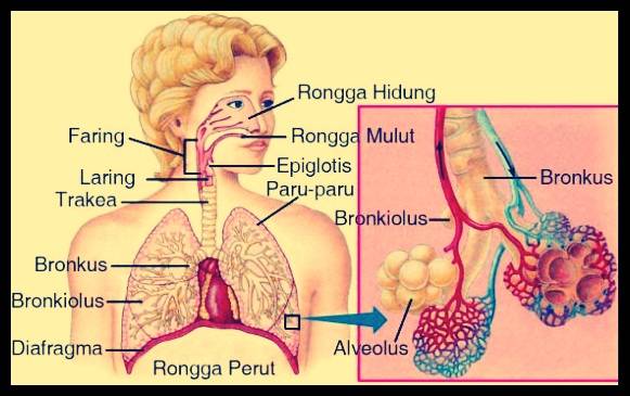 Pengertian Sistem Pernapasan Beserta Organ dan Fungsinya