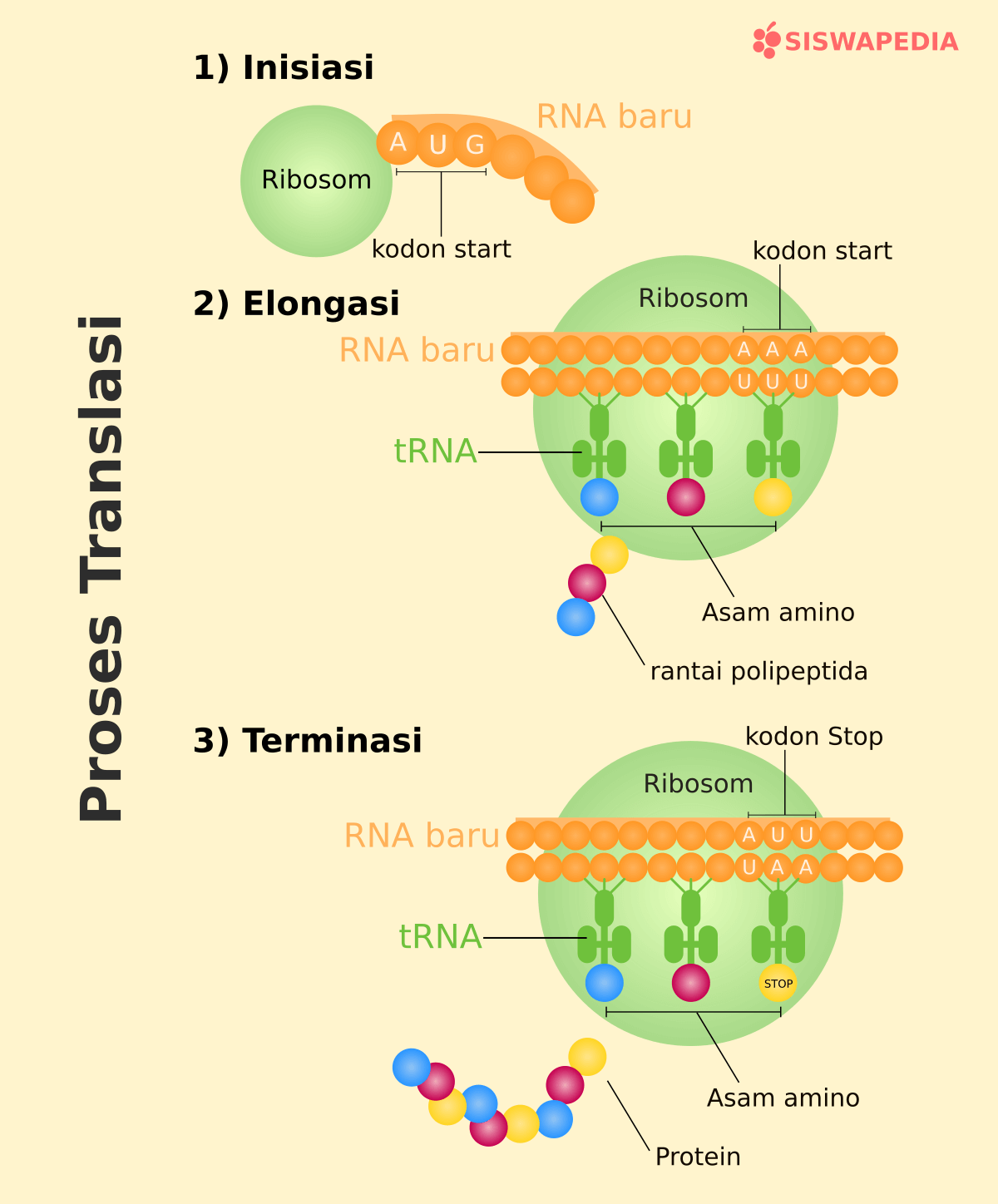 Sintesis Protein: