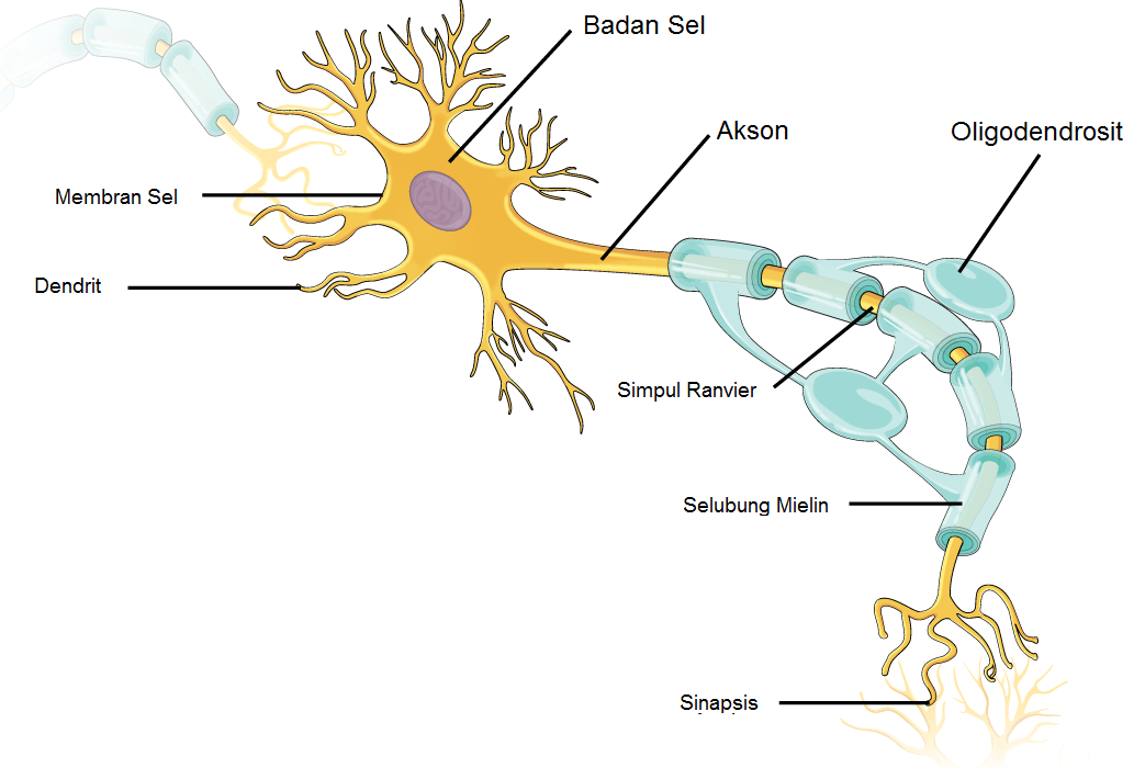Struktur sistem saraf manusia
