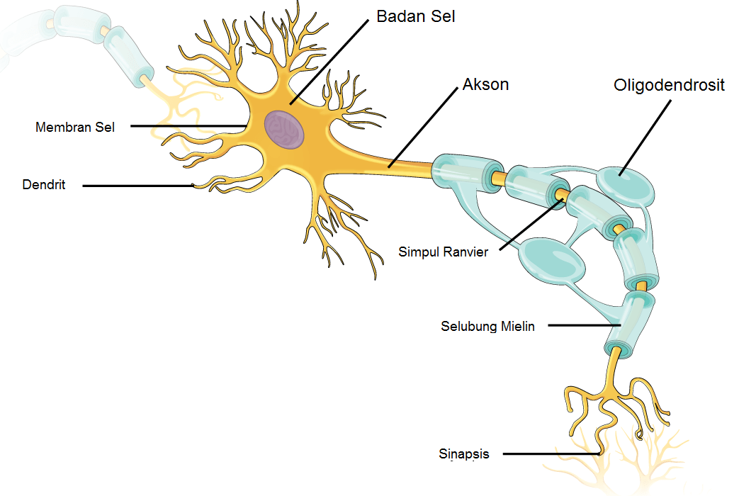 Struktur Sel Saraf