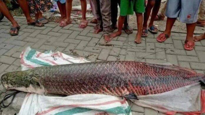 Penemuan Ikan Arapaima Raksasa