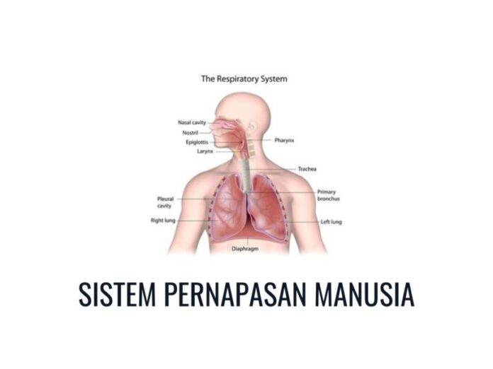 Pengertian Sistem Pernapasan Manusia, Organ Sistem, Fungsi, Cara Kerja, Proses