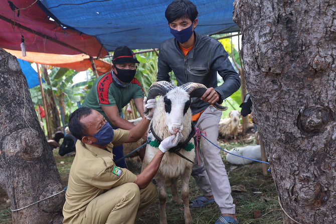 Hikmah Ibadah Kurban saat Idul Adha