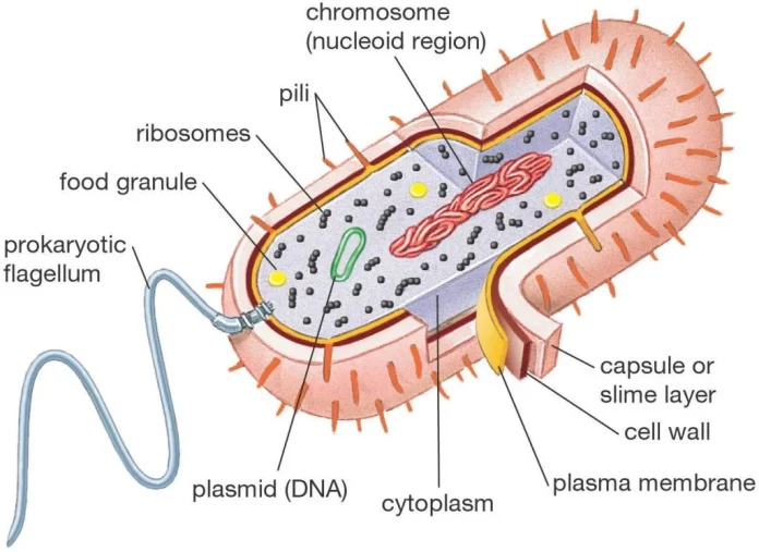 Pengertian Dan Pengelompokan Bakteri Archaebacteria Dan Eubacteria