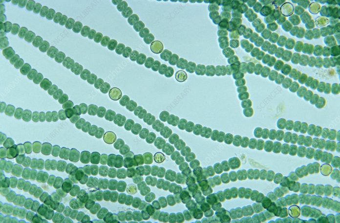 5+ Ciri-Ciri Bakteri Cyanobacteria (Bakteri Hijau Biru), Cara Hidup Dan Habitatnya