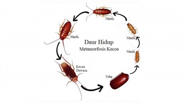 Daur Hidup Kecoa, Siklus, Fase, Urutan, Cara Berkembang, Lengkap Gambar