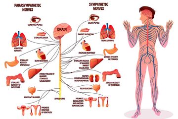 Pengertian Sistem Saraf Manusia : Susunan Sistem Saraf dan Gambar