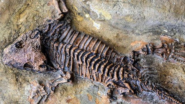 Ilmuwan Kembali Temukan Situs Berisi Ratusan Fosil Setelah 70 Tahun Berlalu