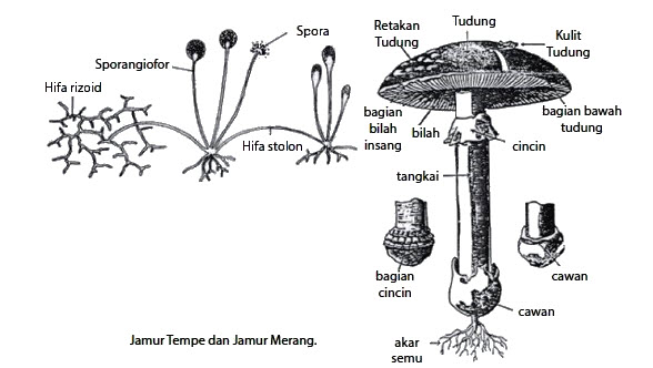 Klasifikasi Jamur (Fungi)