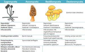 Klasifikasi Jamur (Fungi)