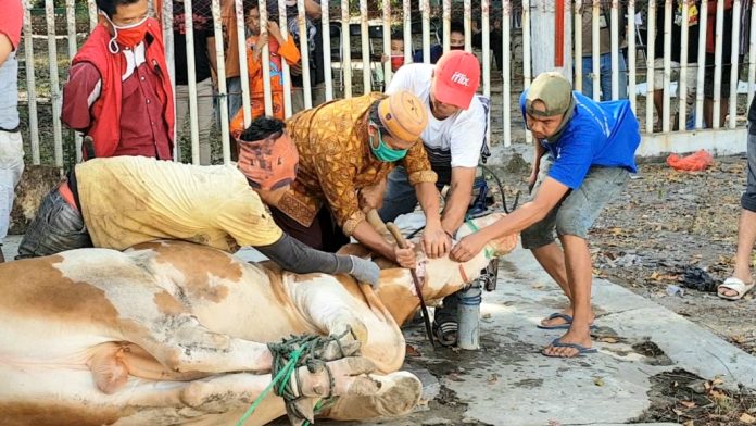 Doa Menyembelih Hewan Kurban dan Artinya Lengkap Tata Caranya