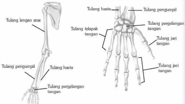 Kunci Jawaban Tema 1 Kelas 5 SD Halaman 68 Subtema 2, Fungsi Tulang Lengan Manusia