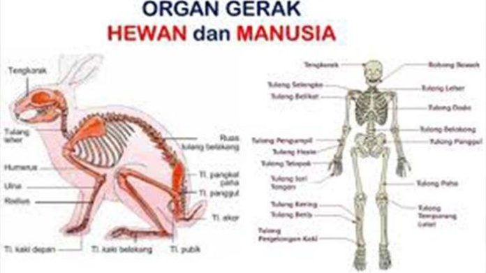 Kunci Jawaban Tema 1 Kelas 5 Pembelajaran 1 Halaman 123 127 128 129 Tentang Organ Gerak Hewan dan Manusia