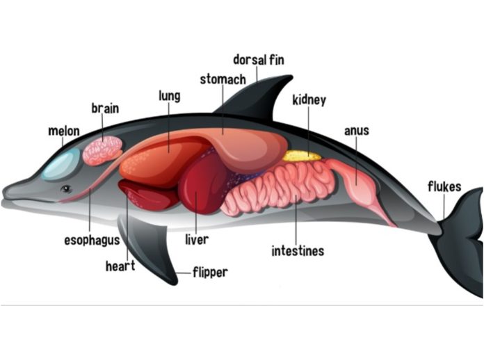 Sistem Pernapasan Hewan : Penjelasan Protozoa, Avertebrata dan Vertebrata