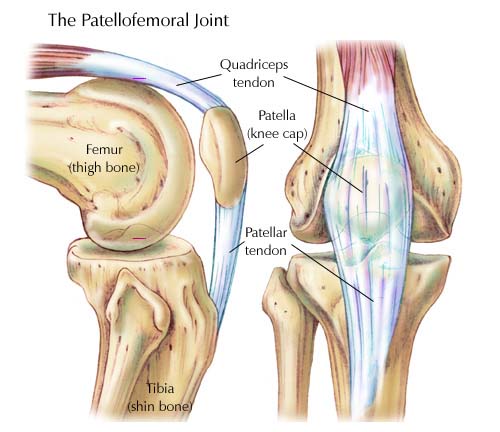 Fungsi Tulang Tempurung Lutut, Pengertian lengkap Penjelasan Lainnya