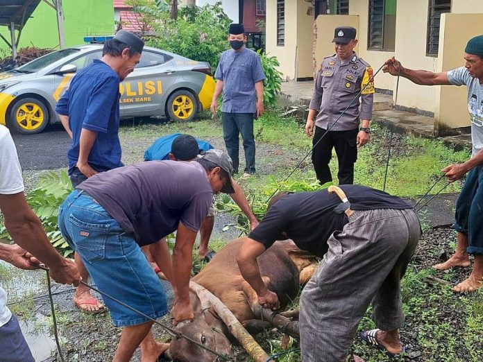 Di hari raya Idul Adha tahun ini, jajaran Polres Bone berkurban 36 ekor sapi.