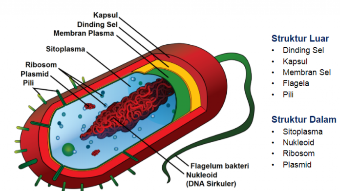 gambar struktur sel bakteri