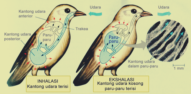 Sistem Pernapasan Pada Burung dan Mekanismenya