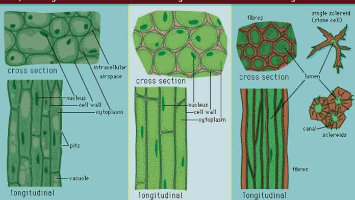 Pengertian Jaringan Kolenkim, Ciri, Macam, dan Strukturnya