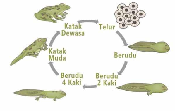 Daur Hidup Katak : Siklus, Fase, Urutan, Cara Berkembang Lengkap Gambar