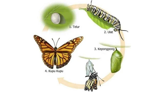 Daur Hidup Kupu Kupu : Siklus, Urutan, Gambar, & Cara Berkembang