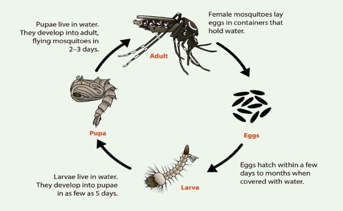 Daur Hidup Nyamuk – Siklus, Fase, Urutan Cara Berkembang, & Gambar