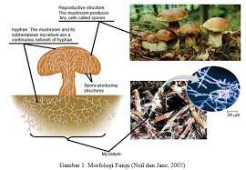 Klasifikasi Jamur, Pengertian, Ciri, Struktur dan Reproduksi