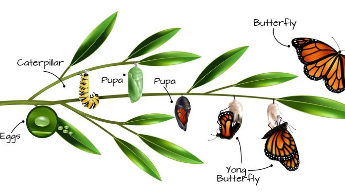 Pengertian Metamorfosis, Jenis, Penjelasan, dan Contoh