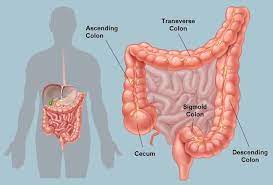 Pengertian Usus Besar, Fungsi, Struktur, Lengkap Bagian-Bagiannya