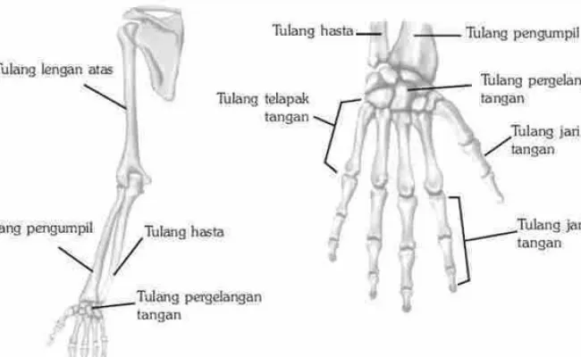 Fungsi Tulang Lengan Lengkap Pengertian Dan Susunannya