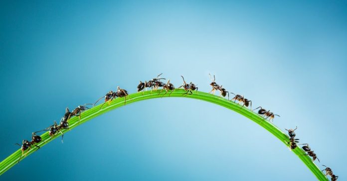 kenapa semut berjalan berbaris