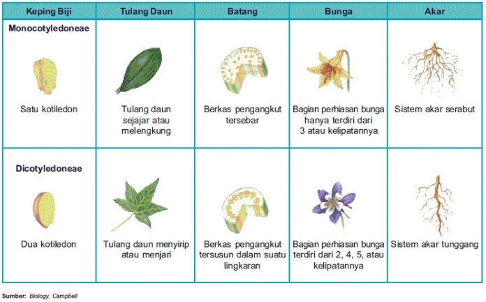 Ciri-ciri Tumbuhan Monokotil, Pengertian, Jenis dan Contohnya