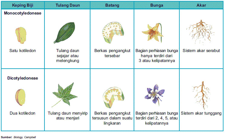Tumbuhan Monokotil: Pengertian, Ciri, Akar, Batang, dan Contohnya