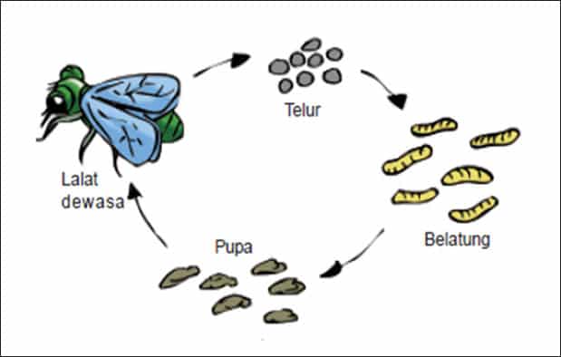 Metamorfosis Lalat Lengkap Proses, Tahapan, Siklus Metamorfosis Lalat
