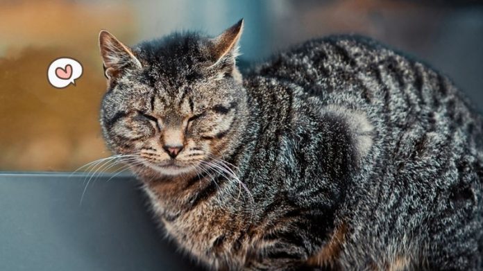 45 Rekomendasi Nama Kucing Terinspirasi dari Bahasa Korea