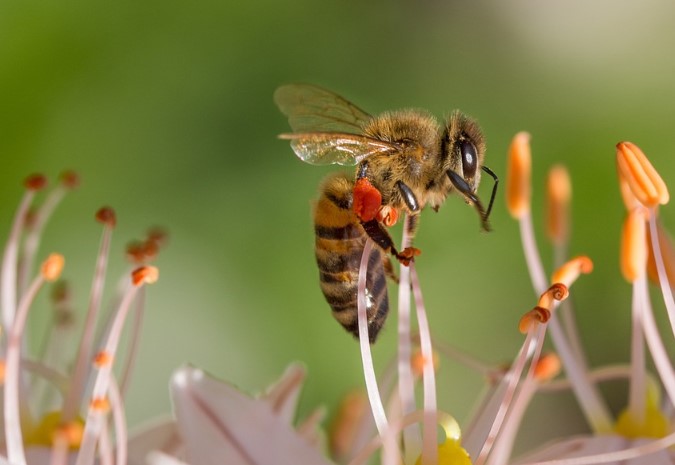 Metamorfosis Lebah Lengkap Gambar, Proses, Tahapan, dan Penjelasannya