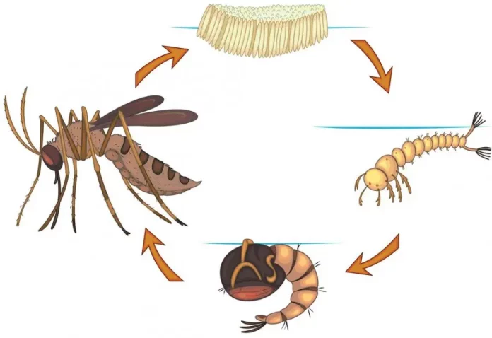 Pengertian Metamorfosis Nyamuk Lengkap Jenis, Tahapan, Urutan, dan Siklus