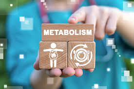 Fungsi Metabolisme Lengkap Pengertian, Proses dan Fungsinya
