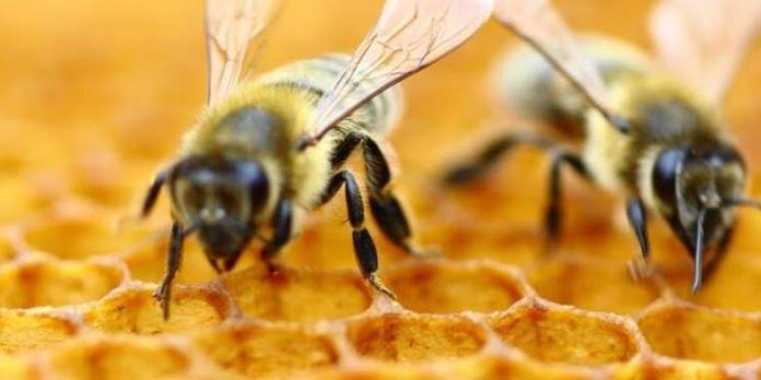 Kisah Rasulullah SAW dengan Lebah