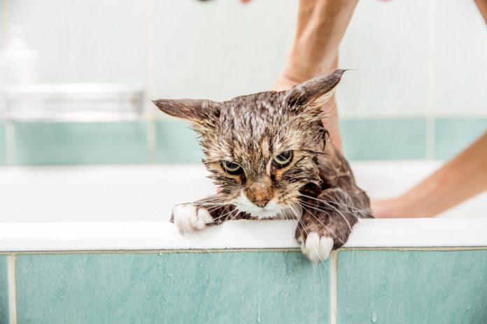 Ini Alasan Kenapa Kucing Takut Terkena Air