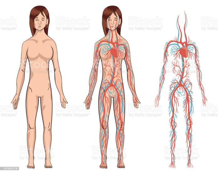 Materi Pelajaran Biologi Tentang Pembuluh Darah - Pembuluh Nadi, Pembuluh Balik (Vena) dan Pembuluh Kapiler