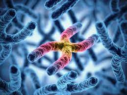 Pengertian Kromosom Manusia Lengkap Struktur, Jenis, Jumlah dan Fungsi Kromosom Manusia