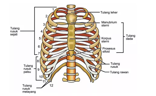 Tulang Rusuk