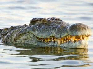 Buaya Raksasa Gustave Memakan 300 Manusia Selama Hidup