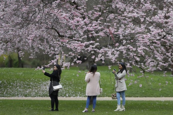 Musim Semi di Jepang