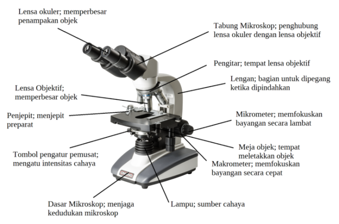 12 Bagian Mikroskop Cahaya dan Fungsinya