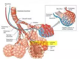 Fungsi Alveolus lengkap Sel Utama, Struktur dan Pengertian Alveolus